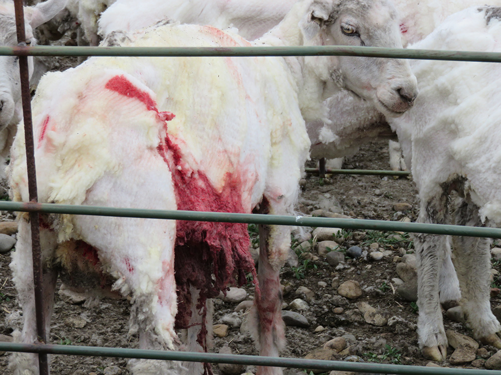 Patagonia - Tierquälerei für Wolle